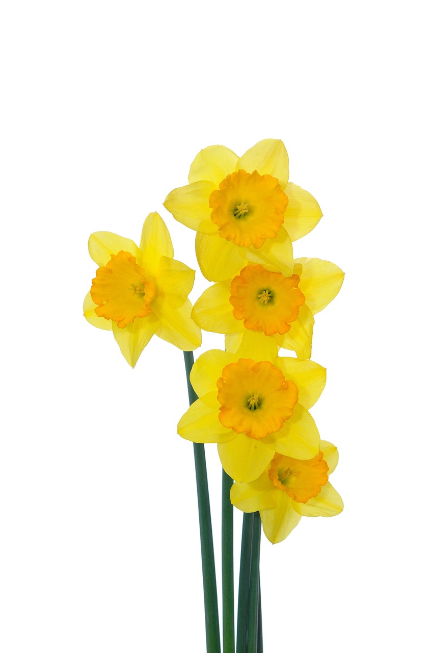 our-services-06 flora, daffodils, bloom, beautiful flowers, botanical, flower background, drawing, sketch, yellow, flower, spring, flower wallpaper, nature, petals, plant, product photo